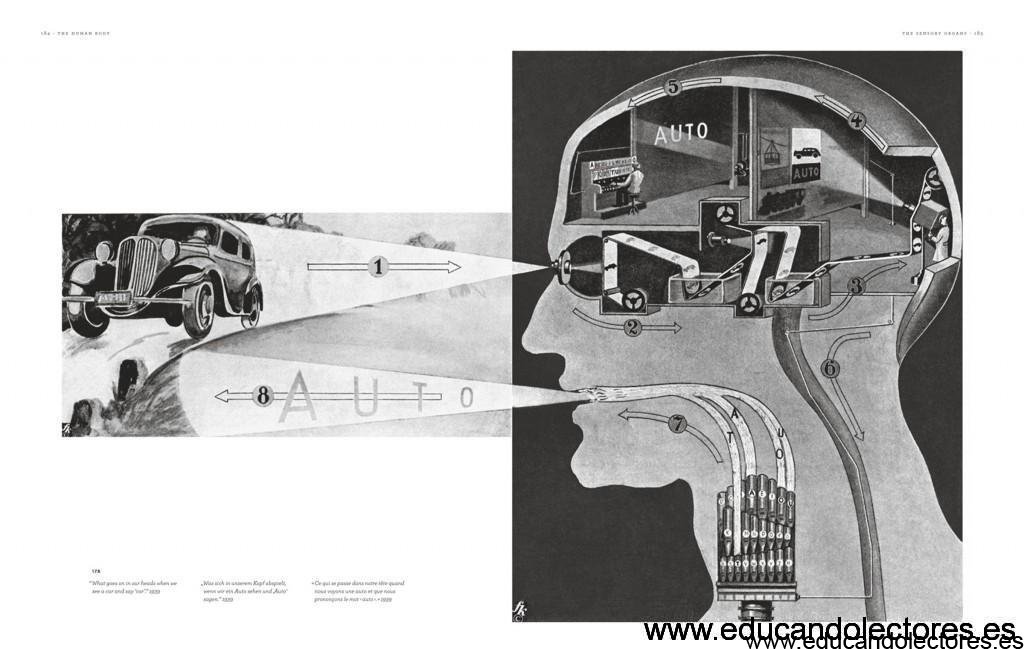 ¿Qué procesos ocurren en nuestro cerebro cuando vemos un coche y decimos a continuación "coche"?